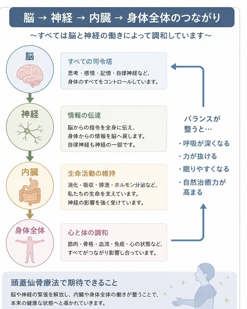 頭蓋仙骨療法とは｜クラニオセイクラルセラピー｜千葉市 ゆうわ整体