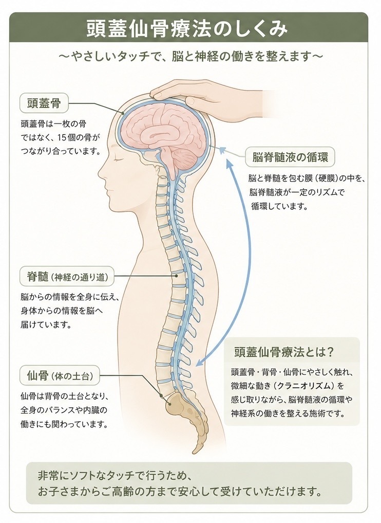 頭蓋仙骨療法とは｜クラニオセイクラルセラピー｜千葉市 ゆうわ整体